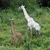 White Giraffe White Giraffe