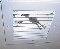 Home inspection nightmares Home inspection nightmares
