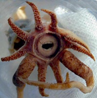 Promachoteuthis sulcus Promachoteuthis sulcus