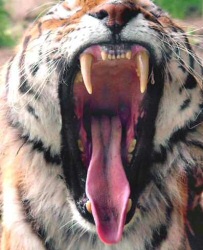 Tiger yawning
