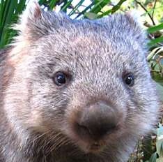 wombat wombat