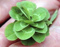 21 Leaf Clover from Japan