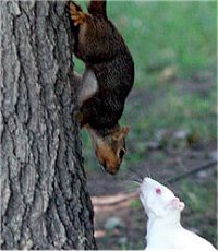 Albino Squirrel Albino Squirrel