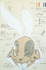 Anatomical model of Bugs Bunny by Hyungkoo Lee Anatomical model of Bugs Bunny by Hyungkoo Lee