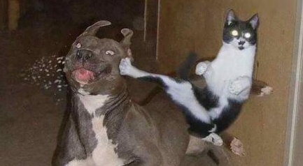 cat-vs-dog.jpg