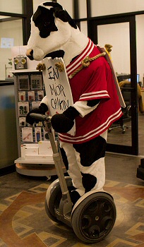 Chick-Fil-A cow on a Segway Chick-Fil-A cow on a Segway
