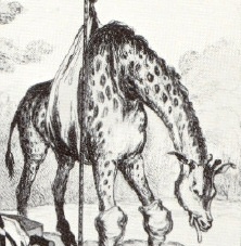 George IV's Giraffe George IV's Giraffe
