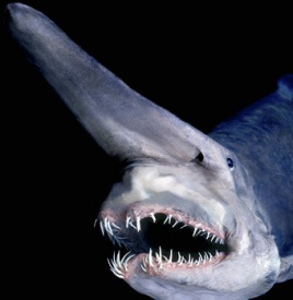 Goblin Shark Goblin Shark