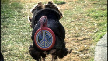 national lampoons holiday reunion turkey peace national lampoons holiday reunion turkey peace