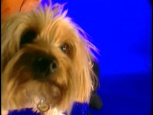 The dog from There's Something About Mary The dog from There's Something About Mary