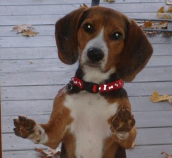 Bama the Pooch Bama the Pooch