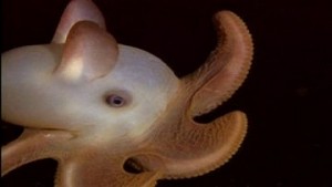 Dumbo Octopus from Blue Planet Dumbo Octopus from Blue Planet