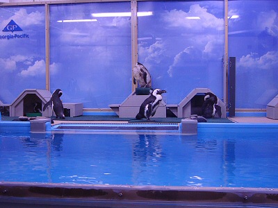 Penguins, Hanging Out Penguins, Hanging Out