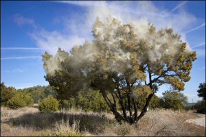 Juniper Tree Pollen Juniper Tree Pollen