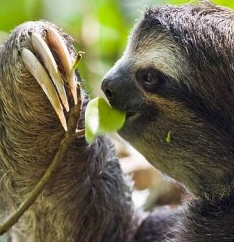Sloth, bitches! Sloth, bitches!