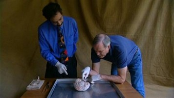 Human Face: John Cleese explores the brain Human Face: John Cleese explores the brain