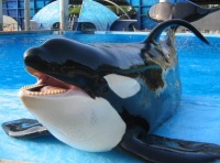 Killer whale Killer whale