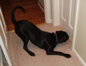 Kora and the Bathroom Monster Kora playing Bathroom Monster with Widge