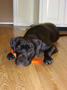 Kora and her Sock Kora and her Sock