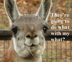 A slightly worried llama A slightly worried llama