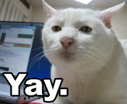 Cat: Yay Cat: Yay