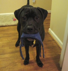 Kora with her Squeaker toy