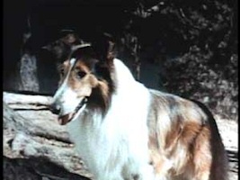 The Star of Lassie's Great Adventure The Star of Lassie's Great Adventure