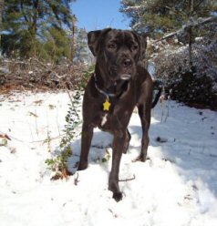 Big Kora in the snow 2/13/10