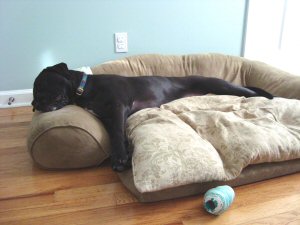 Lazy Kora