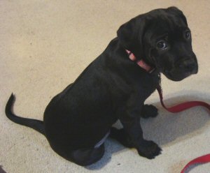 Tiny Kora during her first week with us
