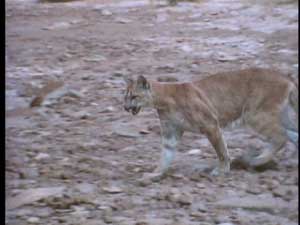 Legend of Cougar Canyon Legend of Cougar Canyon