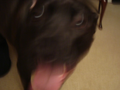 Crazy Kora