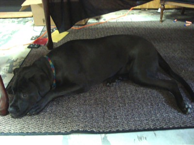 Kora Pensive