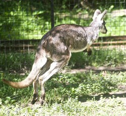 Bennett's Wallaby