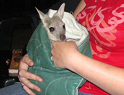 Wallaby Pocket