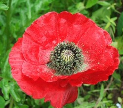 Poppy Poppy