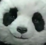 Panda cheese Panda cheese