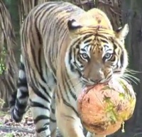 Big cats vs. pumpkins Big cats vs. pumpkins
