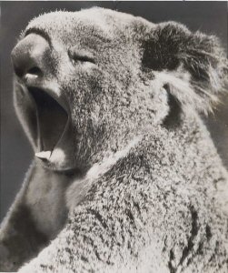 Yawning Koala Bear Yawning Koala Bear