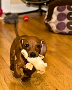 Puppy playing Puppy playing