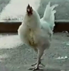 Nike angry chicken Nike angry chicken