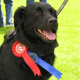 Dog With Ribbons Dog With Ribbons