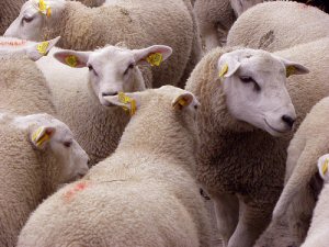 sheep sheep