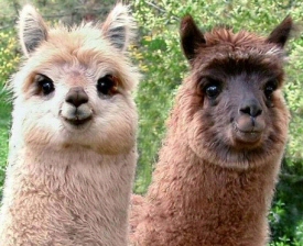Llamas Llamas