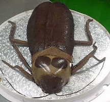 Cockroach cake Cockroach cake