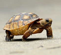 Turtle Turtle