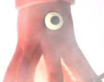 They Might Be Giants Squid They Might Be Giants Squid
