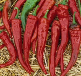 Cayenne pepper Cayenne pepper
