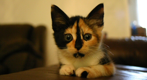 Concerned kitten Concerned kitten
