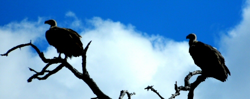 Vultures in Wait Vultures in Wait